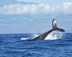 Da Montalcino l’appello per lo stop alla caccia alle balene in Giappone