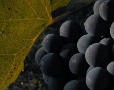 Il Sangiovese del futuro, il 2° Quaderno della Fondazione Banfi