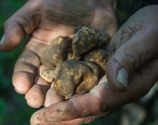 Tartufo