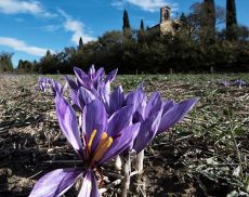 Lo zafferano è una delle eccellenze di Montalcino