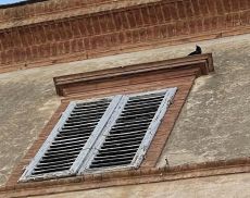 Un corvo nell'ex Palazzo del Vescovo a Montalcino
