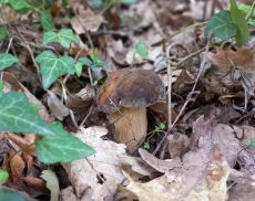 Un fungo in un bosco di Montalcino