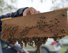 Test api e varroa