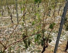L'effetto della grandine sui vigneti di Montalcino (foto tratta da Il Gusto)