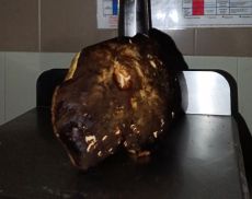 Porcino di oltre un kg nei boschi di Montalcino