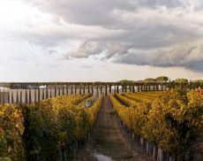 Il rendering della nuova cantina di Poggio Antico