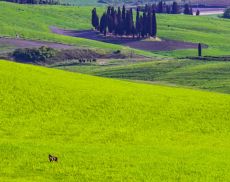 Il lupo avvistato da Mauro Pieri al confine tra Montalcino e San Quirico d'Orcia 
