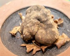 Mostra Tartufo