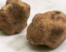 Tartufo Marzuolo