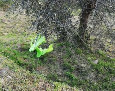 Scivolo vandalizzato