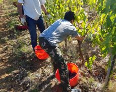 Studenti dell'Agrario a lezione di vendemmia