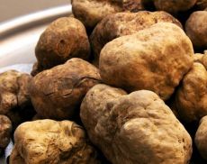 Tartufo, calo dell’80% e prezzi alle stelle