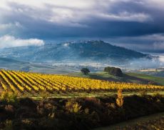 Montalcino Brunello Foliage Credit Francesco Belviso