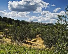 Un panorama di Montalcino circondata dai campi coltivati