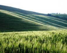 I campi verdi di grano della campagna di Montalcino