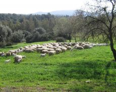 Pascolo per pecore