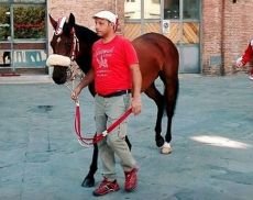 Sarbana, il cavallo della Giraffa che ha vinto l'ultimo Palio
