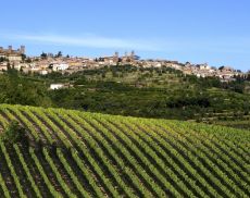 I vigneti di Montalcino
