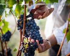 Vivere l'esperienza della vendemmia a Castiglion del Bosco