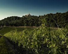 Castello Banfi sullo sfondo circondato dai vigneti