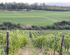 Vendemmia Casanova di Neri