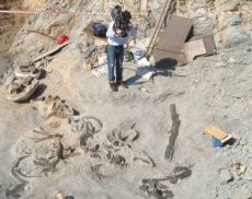 Una immagine dei fossili di balena scoperti nel 2008 nei terreni di Castello Banfi