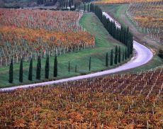 Montalcino, vigne