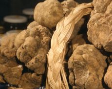 Tartufo
