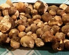 Funghi