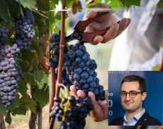 Giacomo Bartolommei, presidente del Consorzio del Vino Brunello, sulla vendemmia del Sangiovese a Montalcino