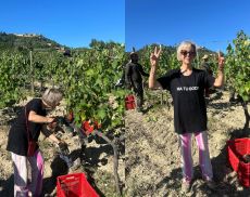 Monica Tiezzi e la precoce vendemmia del Brunello nel vigneto di Poggio Cerrino