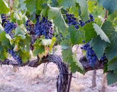 Grappoli di uva tra i filari di un’azienda, a Montalcino