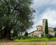 A Montalcino, Tenuta Fanti produce olio evo di eccellenza negli spazi adiacenti all’Abbazia di Sant’Antimo