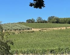 Vigneto, Montalcino Vigneto, Montalcino