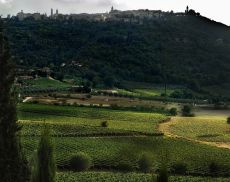 Montalcino immersa nei vigneti